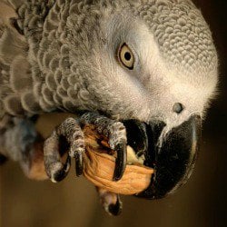 African Grey Parrot Supplies