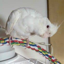 Rope Perches Soft on Bird's Feet