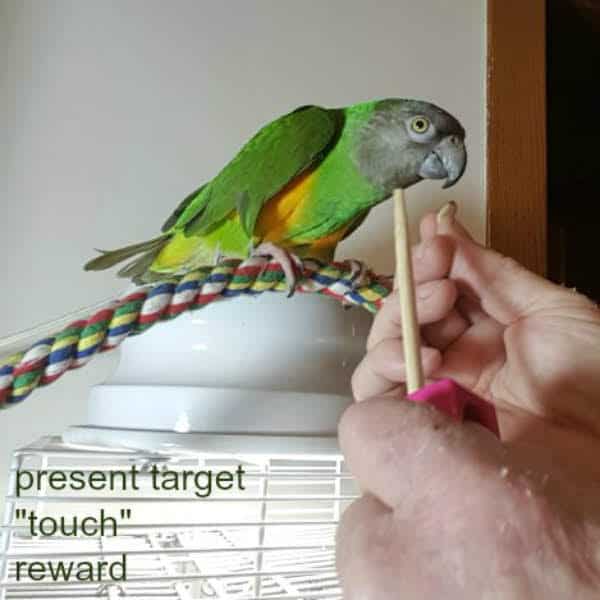 Senegal parrot on top of birdcage on soft rope perch getting clicker training