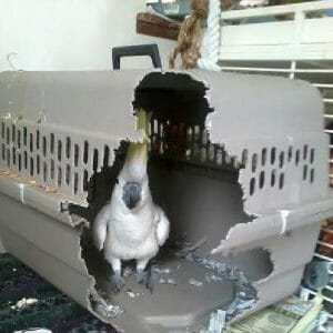Whats the Best Way to Introduce a New Carrier to My Cockatoo?