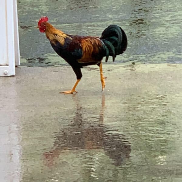 Chicken in the rain on the street