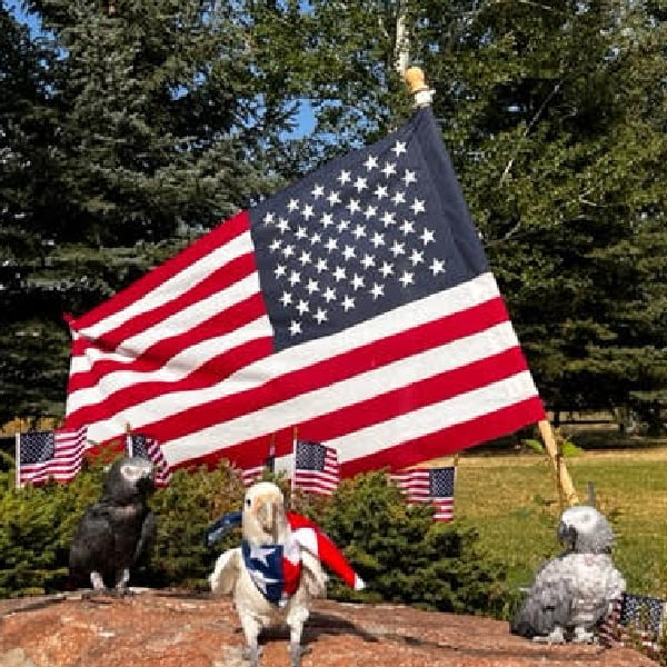 2 African greys and a cockatoo with some small and one large american flag