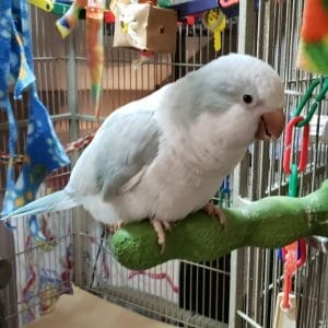 I Need A Powder Coated Bird Cage – But I’m Not Sure Why