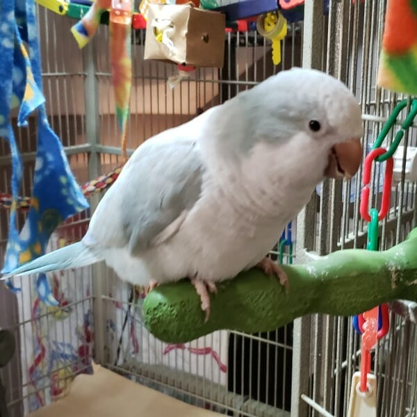 chili quaker parrot on perch mounted on cage door