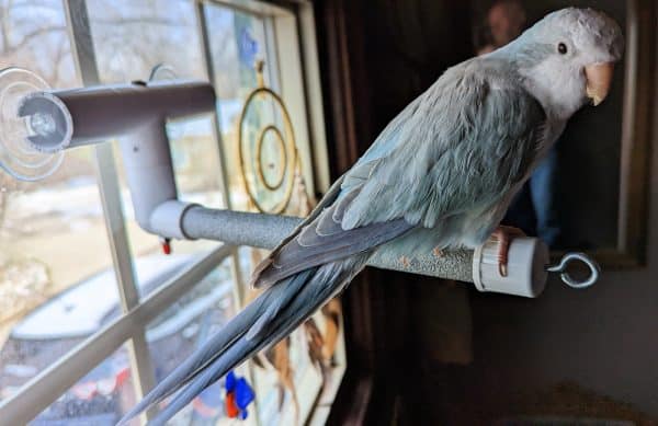 Bluequaker on shower perch attached to window