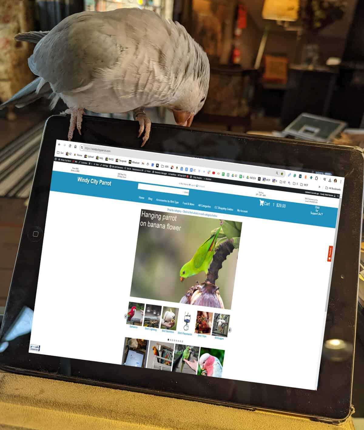 Enhancing Pet Bird Enrichment Through Touchscreen Technology