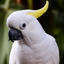 Citron cockatoo close up