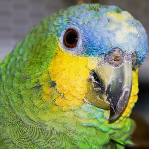 Lessons Learned From This Successful Captive Blue Front Amazon Pet Bird Keeper