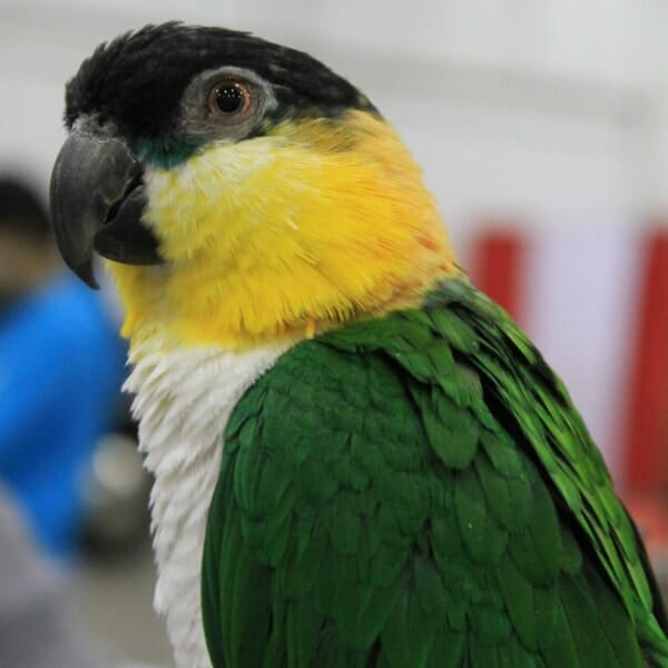 What Should I Do for a Hormonal Male Black-headed Caique?