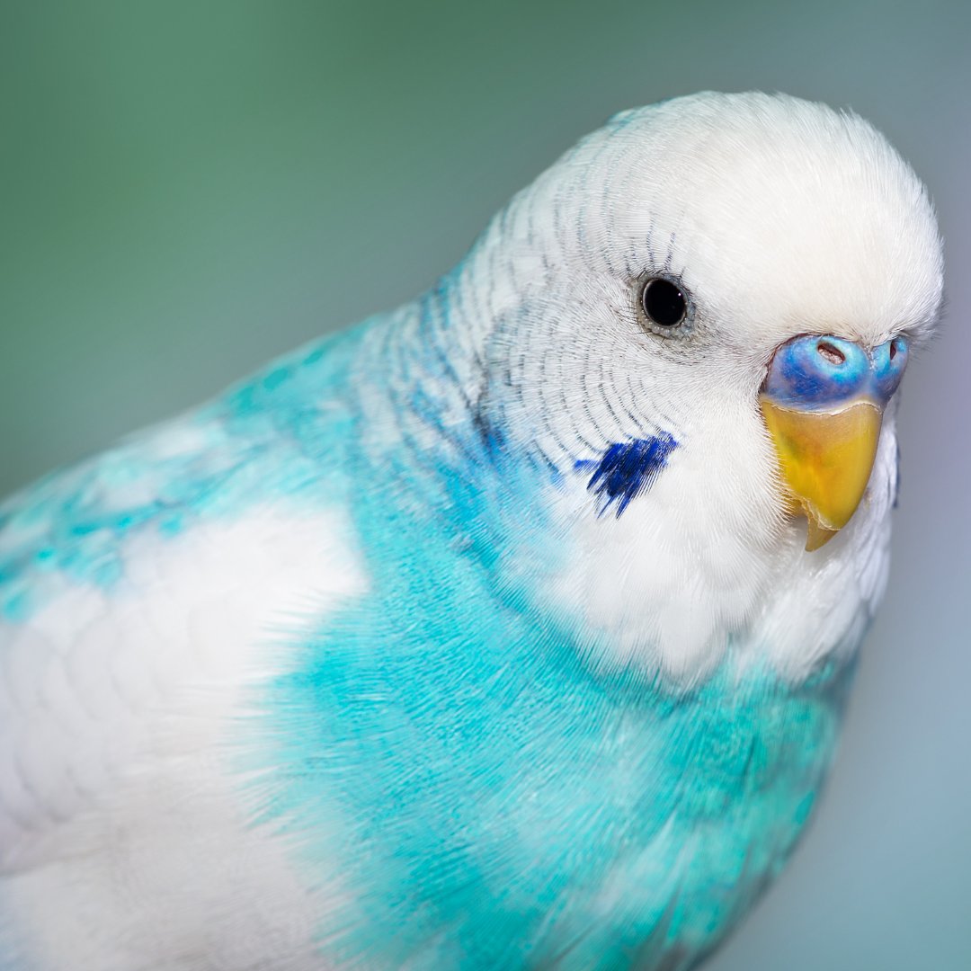 What Would Cause Swallow-Crop Issues in My 10-year-old Budgie?