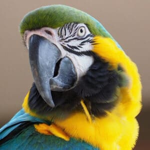 How Does My Family Keep Our Blue & Gold Macaw as My Parents Age?