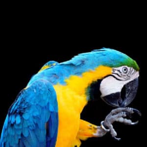 Is My Blue and Gold Macaw Going Thru the Terrible Twos?
