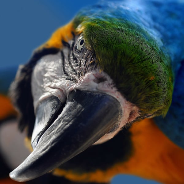 Is My Blue and Gold Macaw Biting Me Because of Displaced Anger?