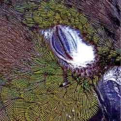 close-up-conures-feathered-face