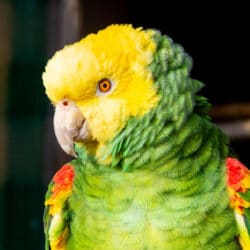 close up double yellow headed amazon parrot