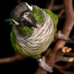 Close up of green cheeck background agsinst dark background