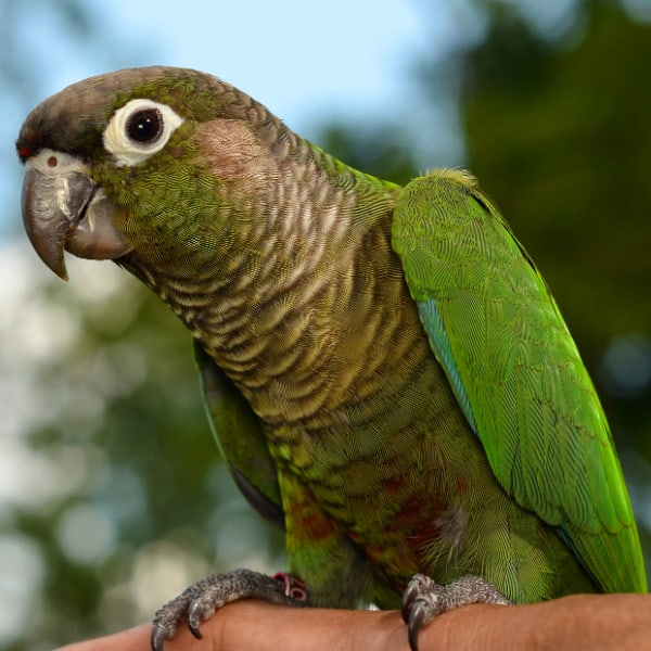 How Many Conure Species Are There? You’d Be Amazed!