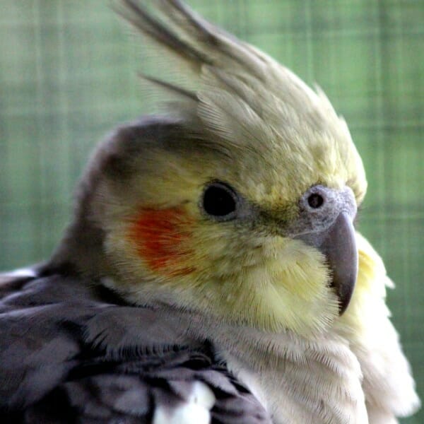 How Do I Stop My 21-year-old Female Cockatiel From Screaming?