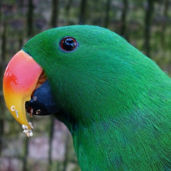 What Is a “good” Diet for a 3-year-old Eclectus Parrot?
