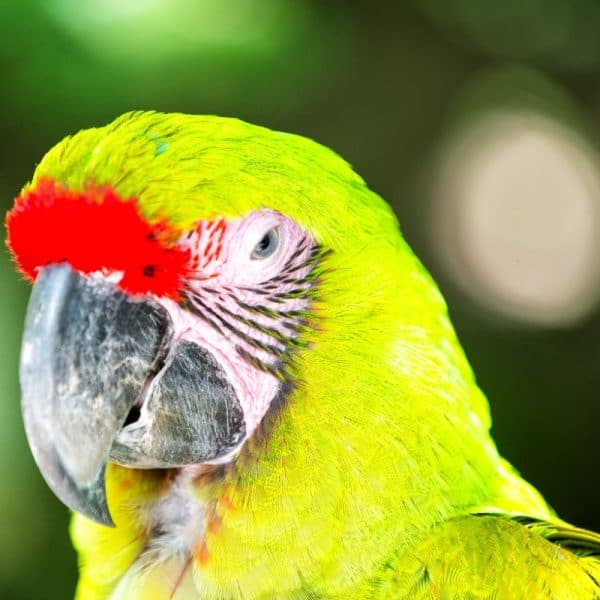 What Are the Absolute Worst Types of Parrots for a First-time Bird Owner?