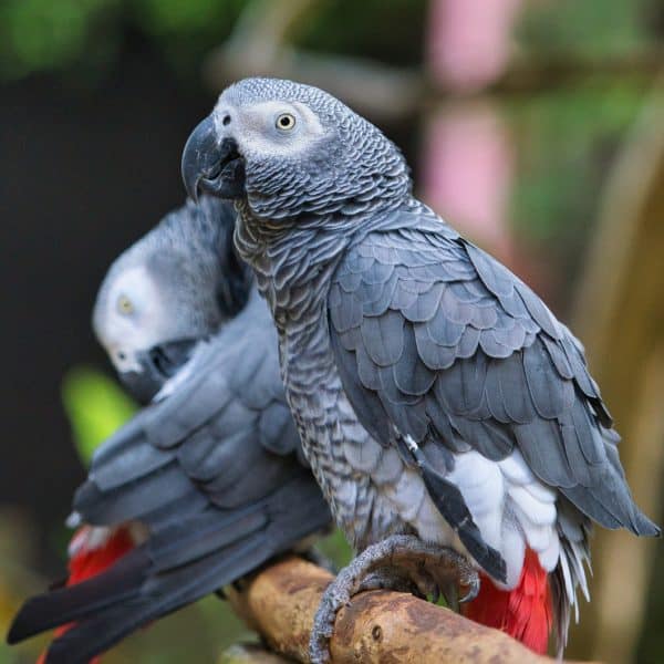 close up of two african grey parrots perched on a branch