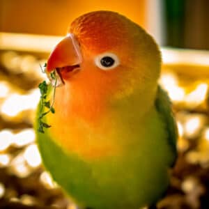 How Do I Stop My Peach-faced Lovebird From Prolific Egg-laying?