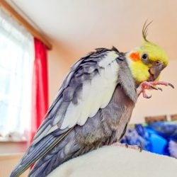 Gray cockatiel grooming