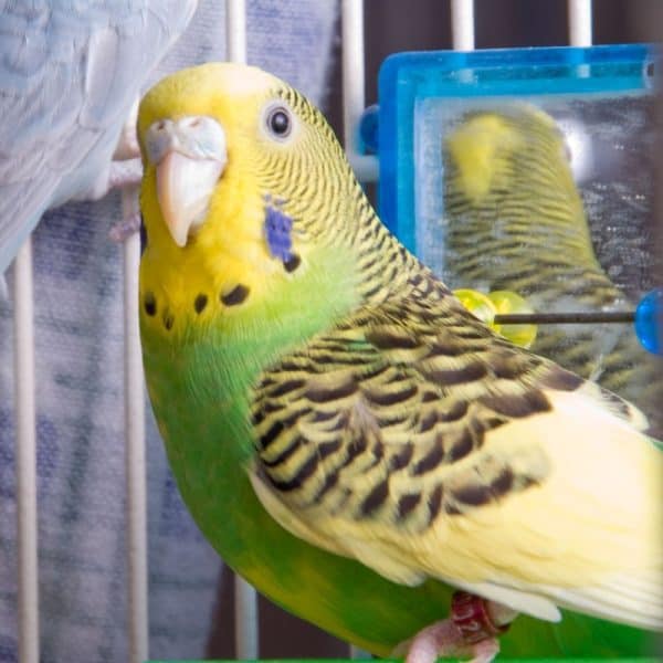 Close up green and yellow budgie in birdcage with back of budgies head visible in mirror behind What Are Birds Thinking Part - 4 - Budgies