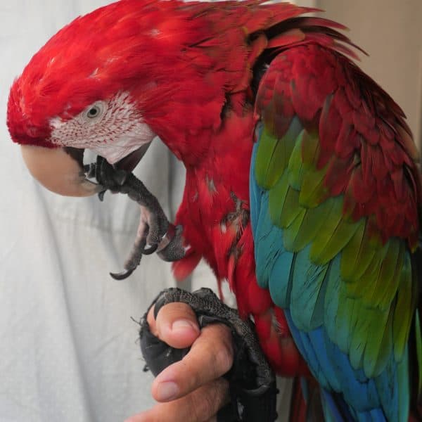 Greenwing macaw parrot with right zygodactyl foot in beak