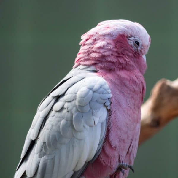 Overweight Rose Breasted Cockatoo