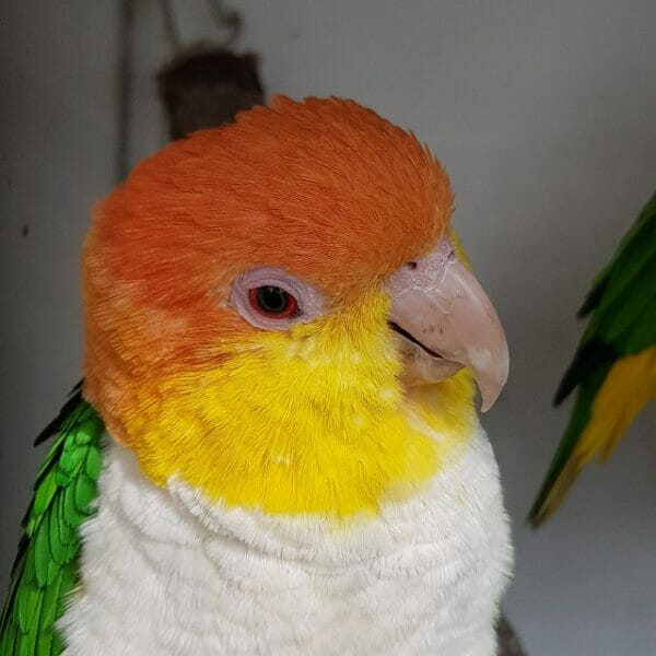 What Should I Do for a Hormonal Male Caique, 17 Years Old?