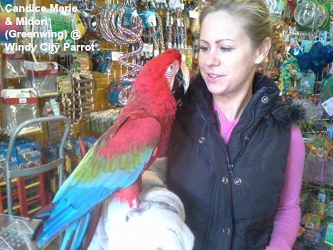 Midori greenwing macaw and human