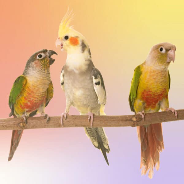 A Trio of Picky Parrots – Conure, Cockatiel and Parakeet Are Picky Eaters – Help!