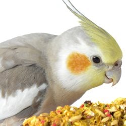 Cockatiel eating from a plate of healthy food