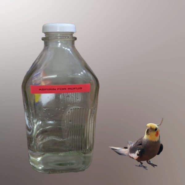 Gray cockatiel standing next to glass jar labeled aspirin for Rufus