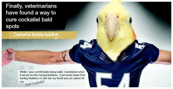 Cockatiel head on football players body #54 Chicago Bears