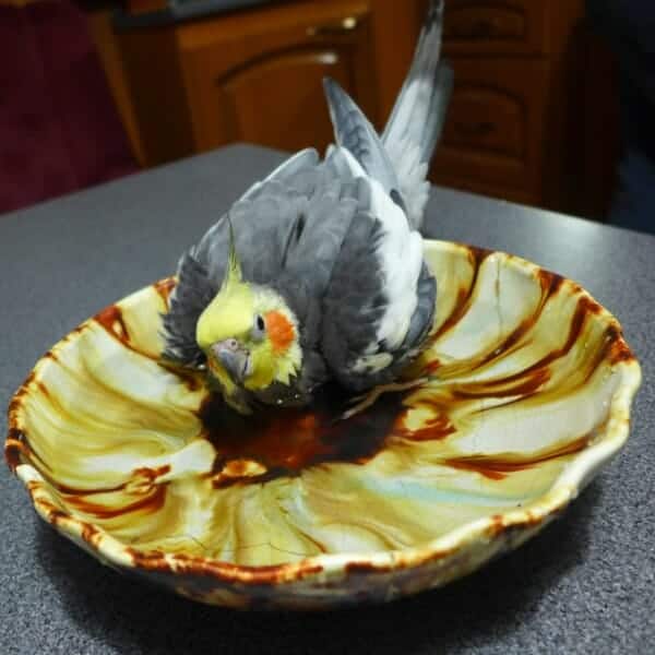Can Bathing in a Dish of Water Help My Arthritic Cockatiel?