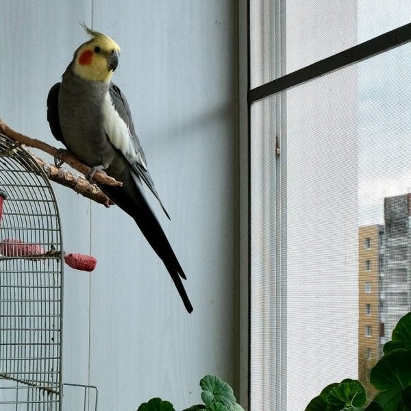 A Short Story About the Day in the Life of 3 Parrots