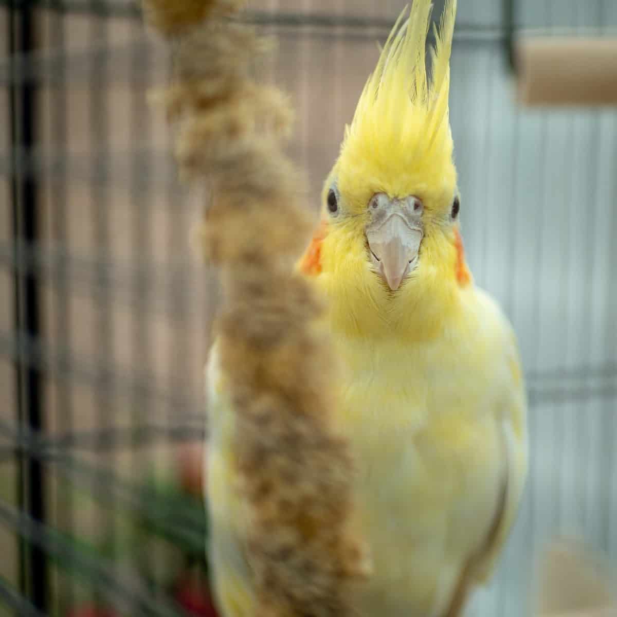 How Much and How Often Should I Feed My Cockatiel?
