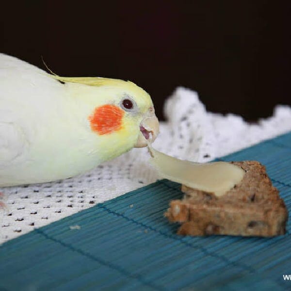 Can an African Grey and Green Cheek Conure Eat Cheese?