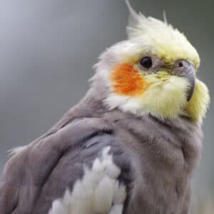 Do Dander Birds Like Cockatiels Require a Regular Drenching?