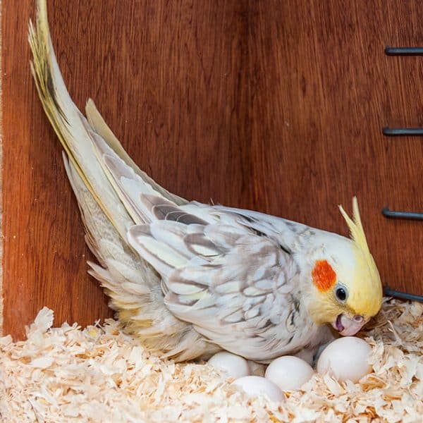 Cockatiel sitting on clutch of eggs in nest box