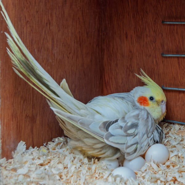 Cockatiel in nest box laying on eggs