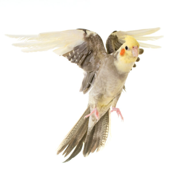 How Do I Keep My Cockatiel & Conure From Flying Into Windows?