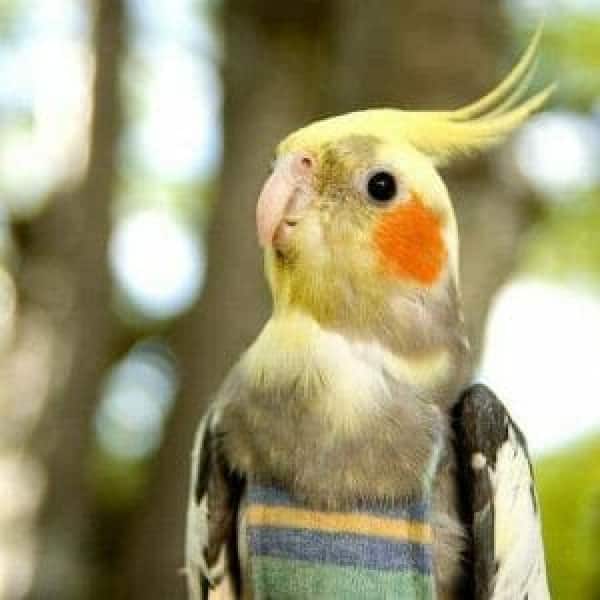 Is It Possible My Cockatiel Has Outgrown a Size 5 Flightsuit?