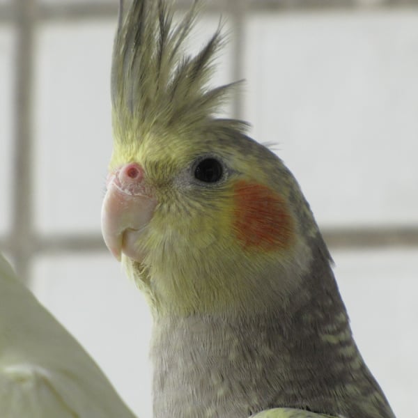Does an Inherited Cockatiel With a Bald Spot in an Aviary Need Foraging Toys?