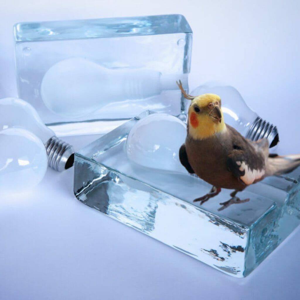 Uva Uvb Light Bulbs For Birds Shelly Lighting