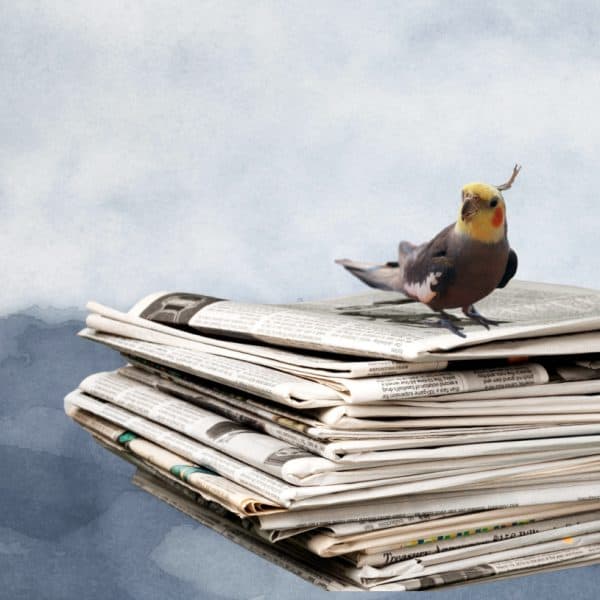 Grey cockatiel standing on top of stack of newspaper