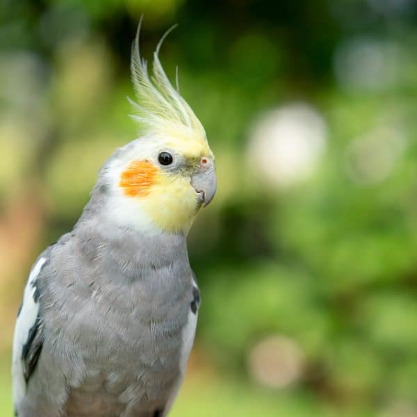 Pikachu the Cockatiel Will Not Relieve Himself in His Cage