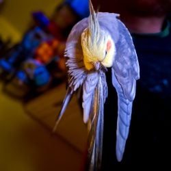 cockatiel parrot scratching its feathers while sitting on its owner shoulder.